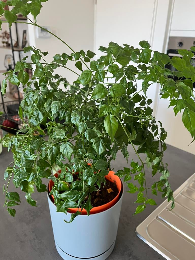 Binnen plant te koop 6,00€ zonder buitenpot, Ophalen
