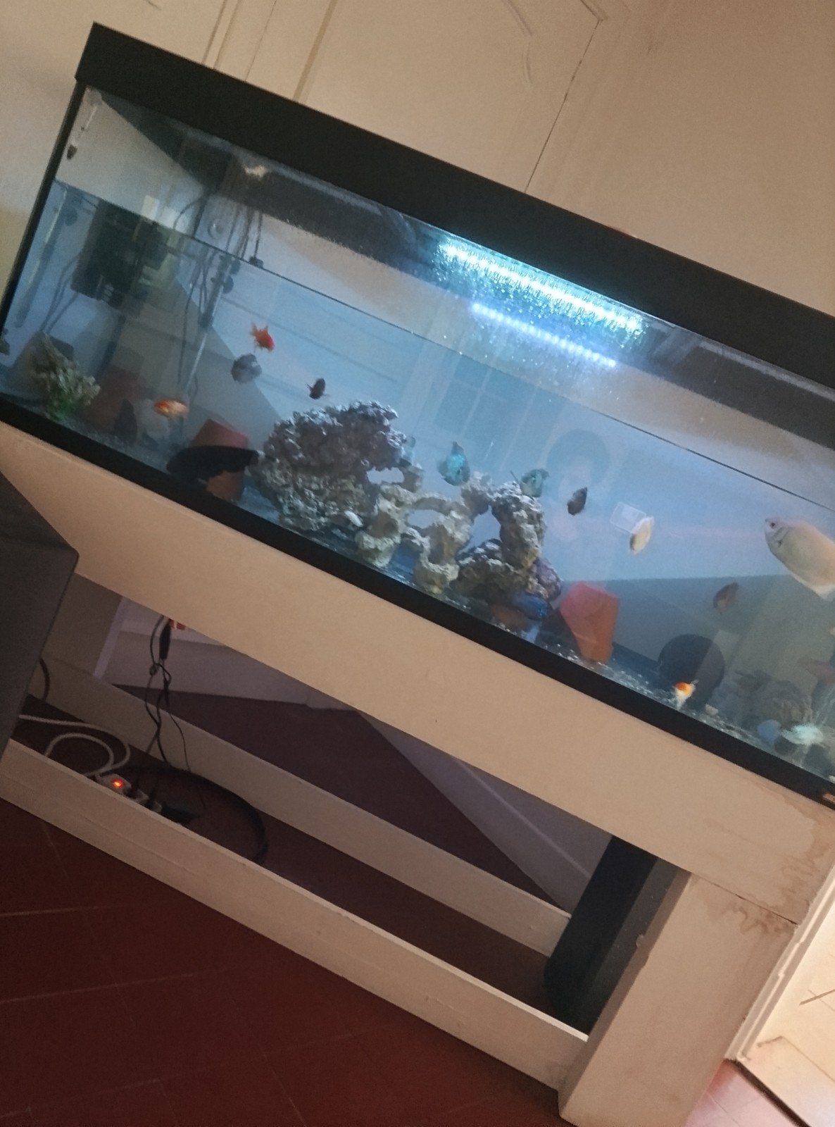 aquarium 450 liter met vissen en meubel aquarium