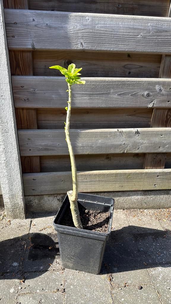 Tweedejaars stek - brugmansia - roze, Tuin en Terras, Planten | Tuinplanten, Volle zon, Vaste plant, Zomer, Ophalen