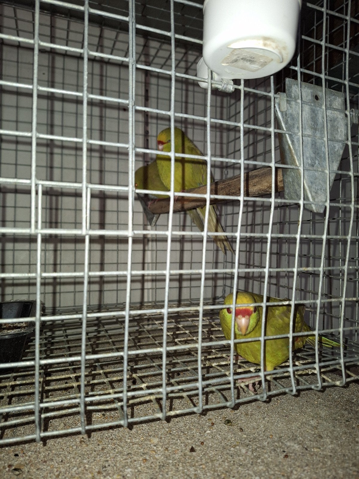 Kakariki à front jaune, Plusieurs animaux, Perruche, Bagué