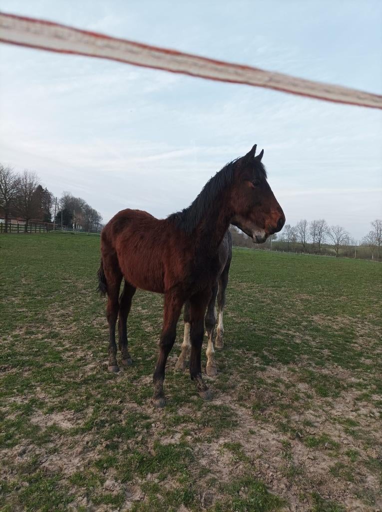 Dressage de poulains (Lord Europe x Londonderry), Animaux & Accessoires, Chevaux, Étalon, Ne s'applique pas, Cheval de dressage