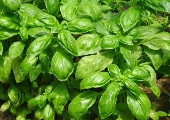 15 graines de basilic génois, Jardin & Terrasse, Envoi, Graine