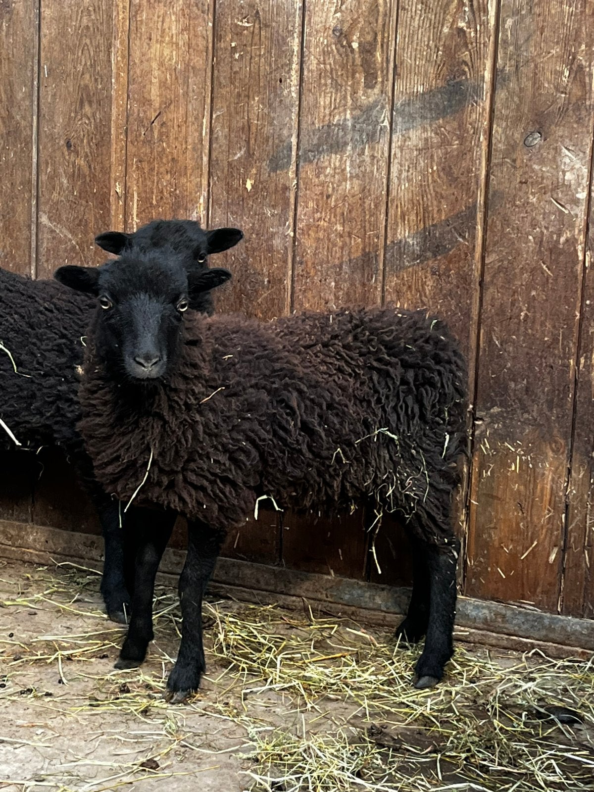 Mouton Nain Ouessant, Animaux & Accessoires, Sexe inconnu, Mouton