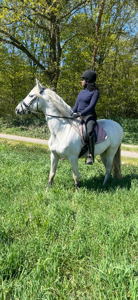 Fantastische ruin, E pony (1.48m - 1.57m), Met stamboom, Ruin, Dressuurpony