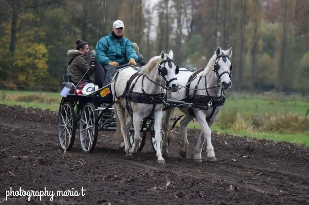 2 span pony's, Dieren en Toebehoren, Pony's, Meerdere dieren, Niet van toepassing, Tuigpony, Met stamboom