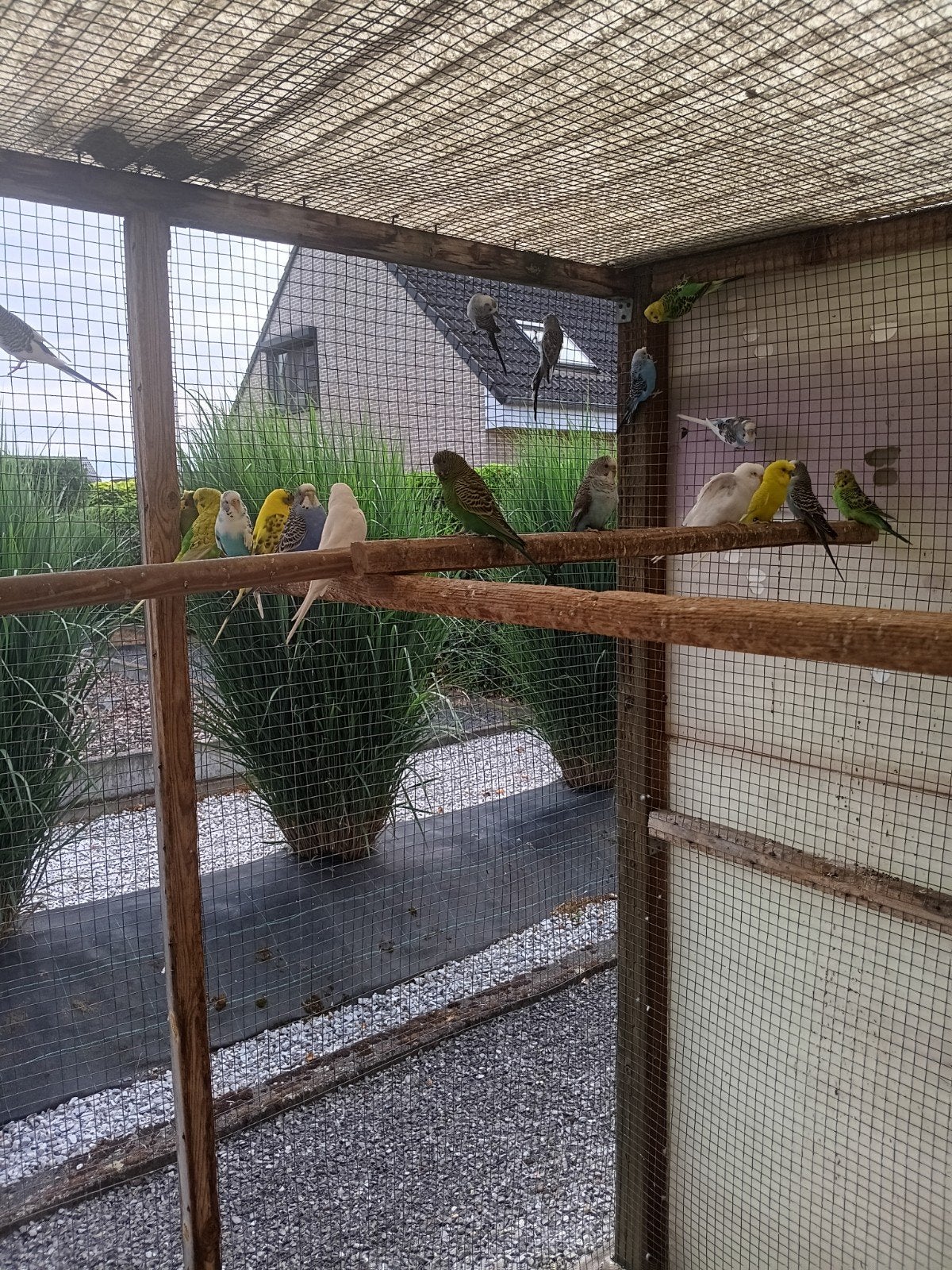 grasparkieten, Dieren en Toebehoren, Vogels | Parkieten en Papegaaien, Meerdere dieren, Parkiet