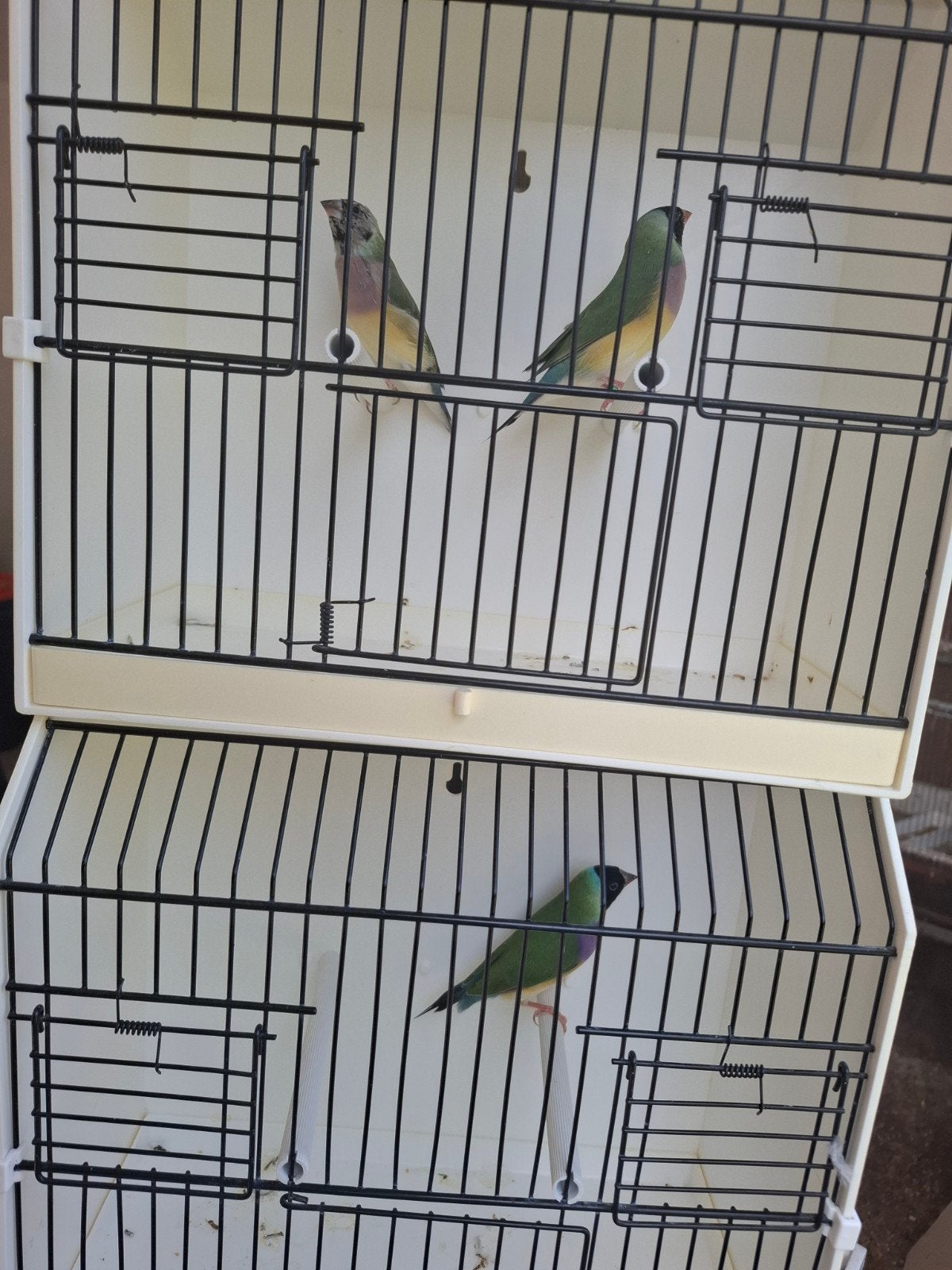 gouldamadines, Animaux & Accessoires, Bagué