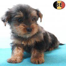 Yorkshire Terrier – elegante kleine gezelschapspups te koop, Dieren en Toebehoren, België, Handelaar, 8 tot 15 weken, Meerdere
