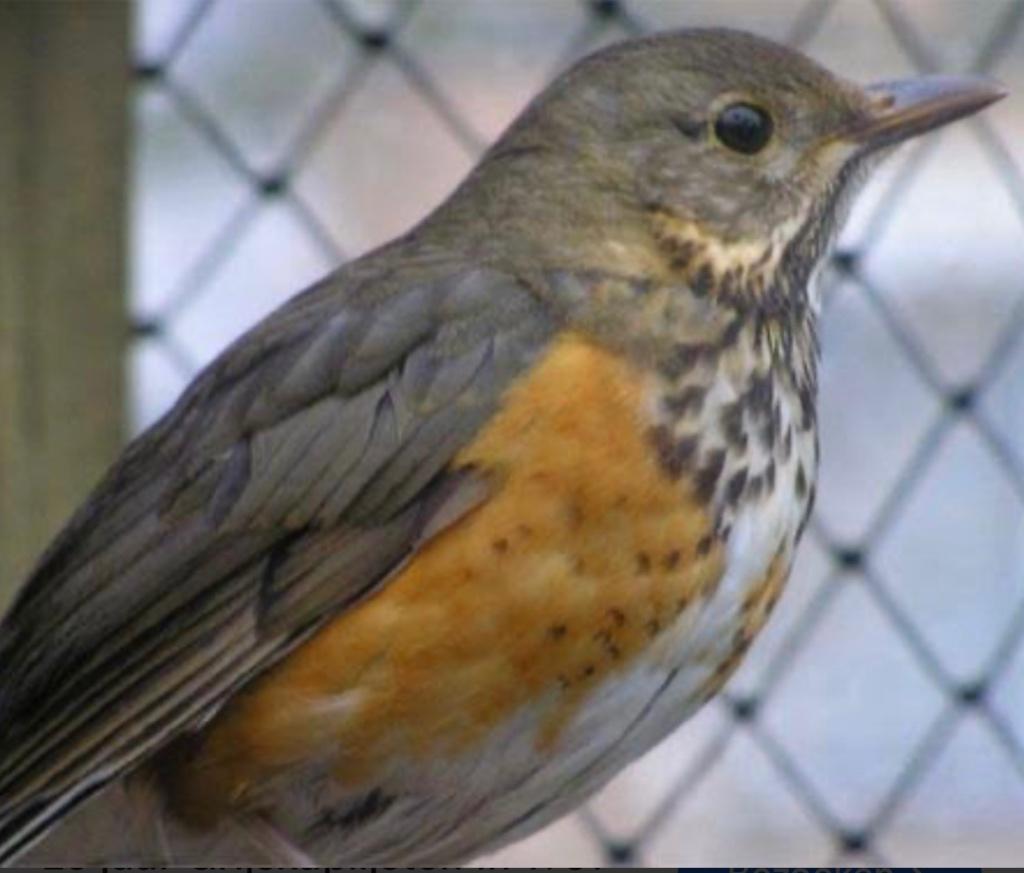 Te koop grijsrug lijsters poppen, Dieren en Toebehoren, Vrouwelijk, Tropenvogel