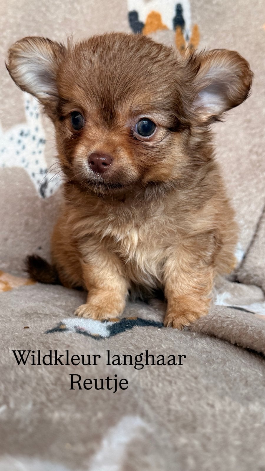 Chihuahua pups, Chien (mâle), Belgique, Plusieurs, Chihuahua