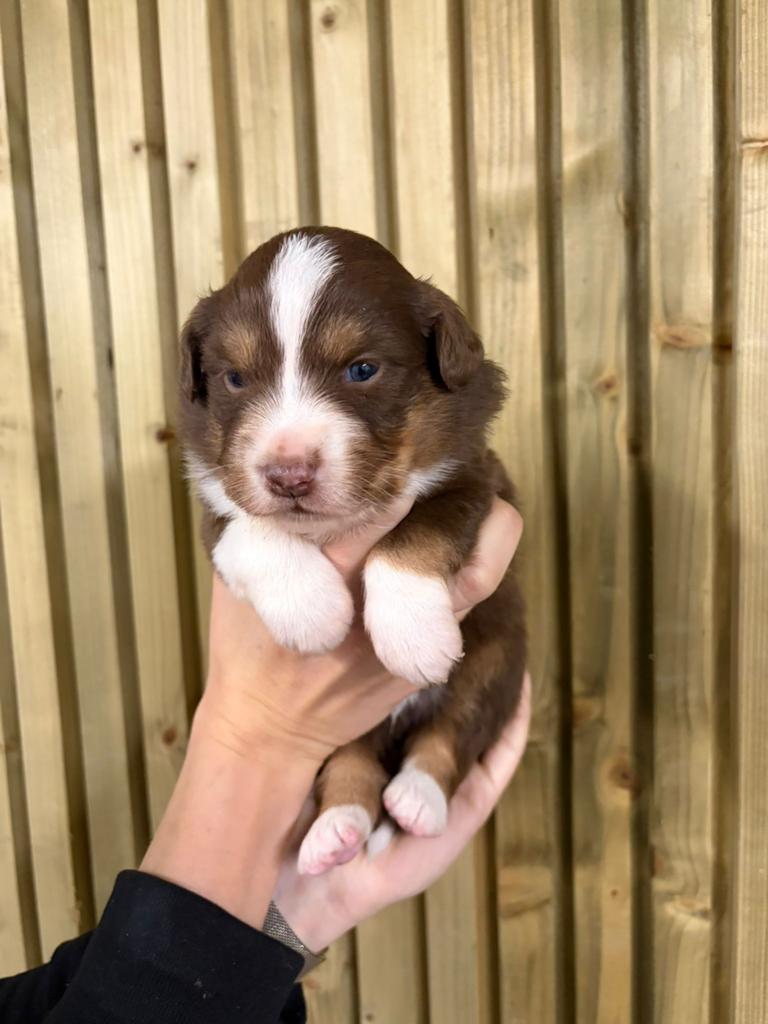 Chiots bergers australiens tricolores rouges, Animaux & Accessoires, Plusieurs, Belgique, Berger, Plusieurs animaux