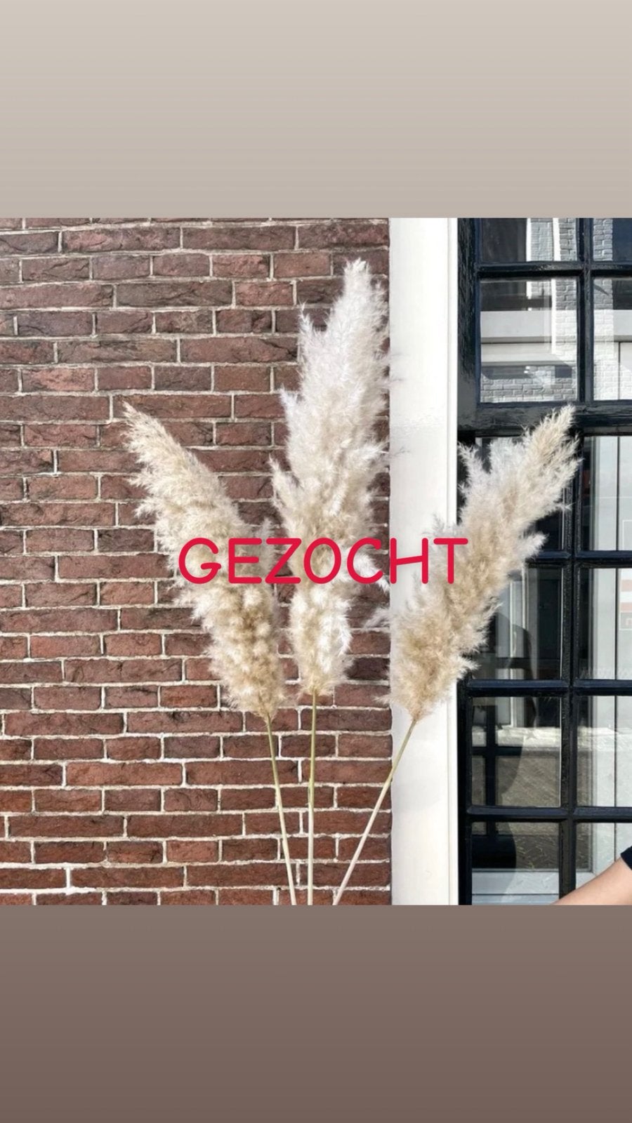 Let op gezocht! Pampas pluimen, Ophalen of Verzenden, Zo goed als nieuw
