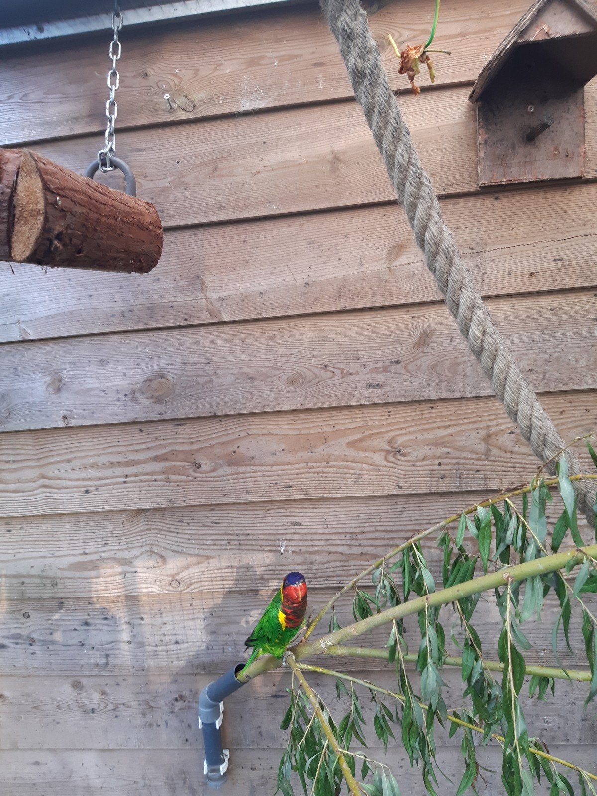 Te Koop ornaatlori 1-0 2 Lories van de blauwbergen 2-0, Animaux & Accessoires, Oiseaux | Oiseaux Autre, Mâle, Bagué