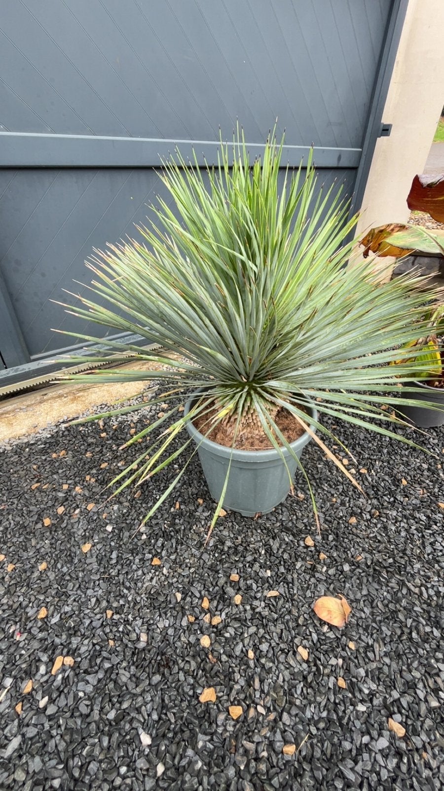 Yucca — Sterke en decoratieve exotische plant, Tuin en Terras, Planten | Tuinplanten, Ophalen of Verzenden
