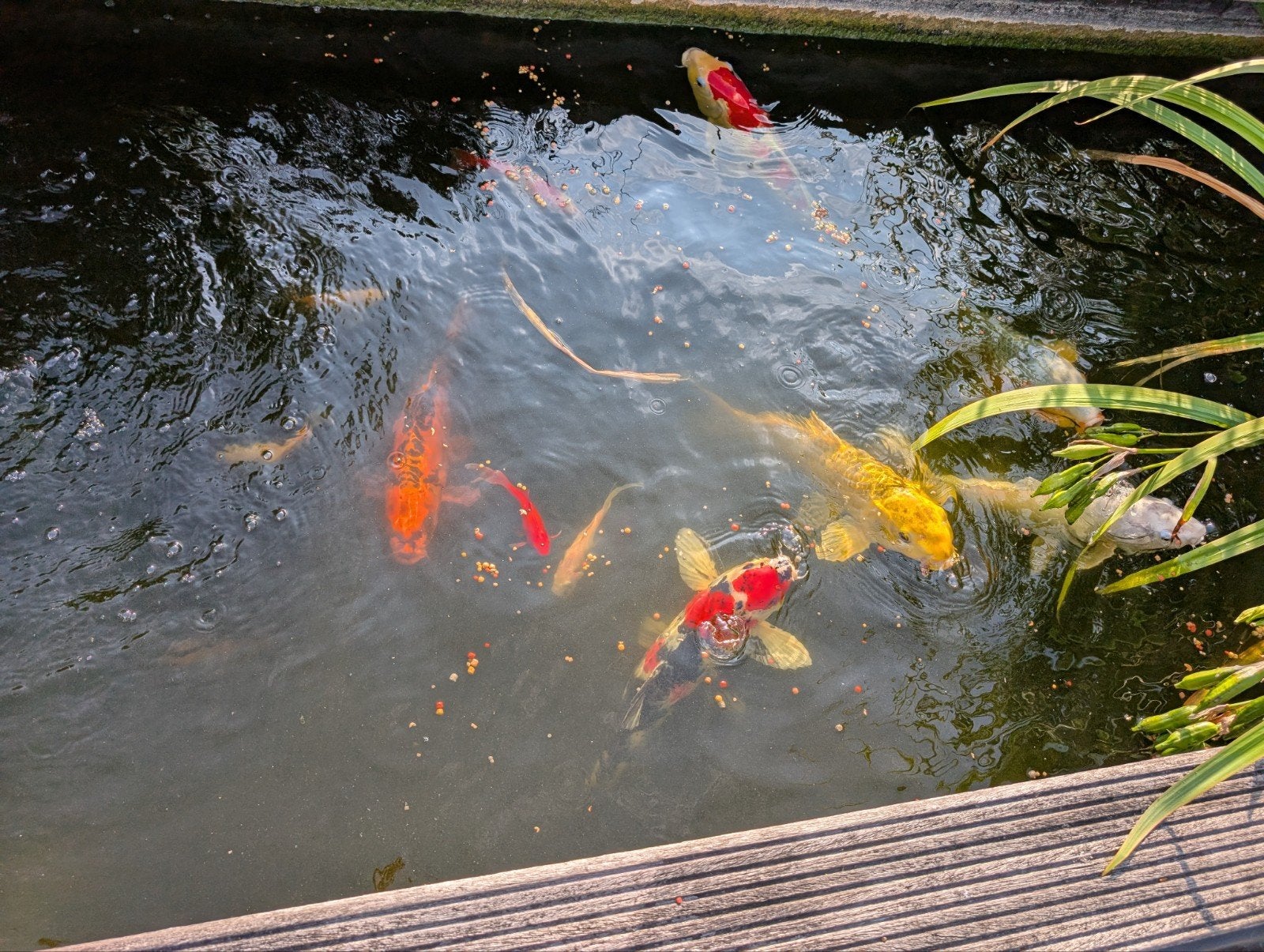 koi vissen, Ophalen