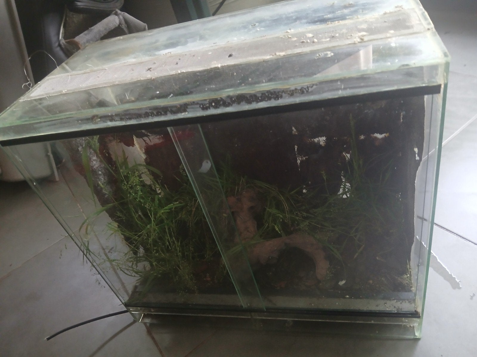 Terrarium, Dieren en Toebehoren, Ophalen