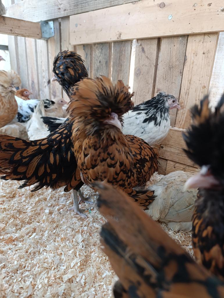 ZONDAG OPEN sierkippen 4 +1 gratis 0499/082381, Vrouwelijk, Kip