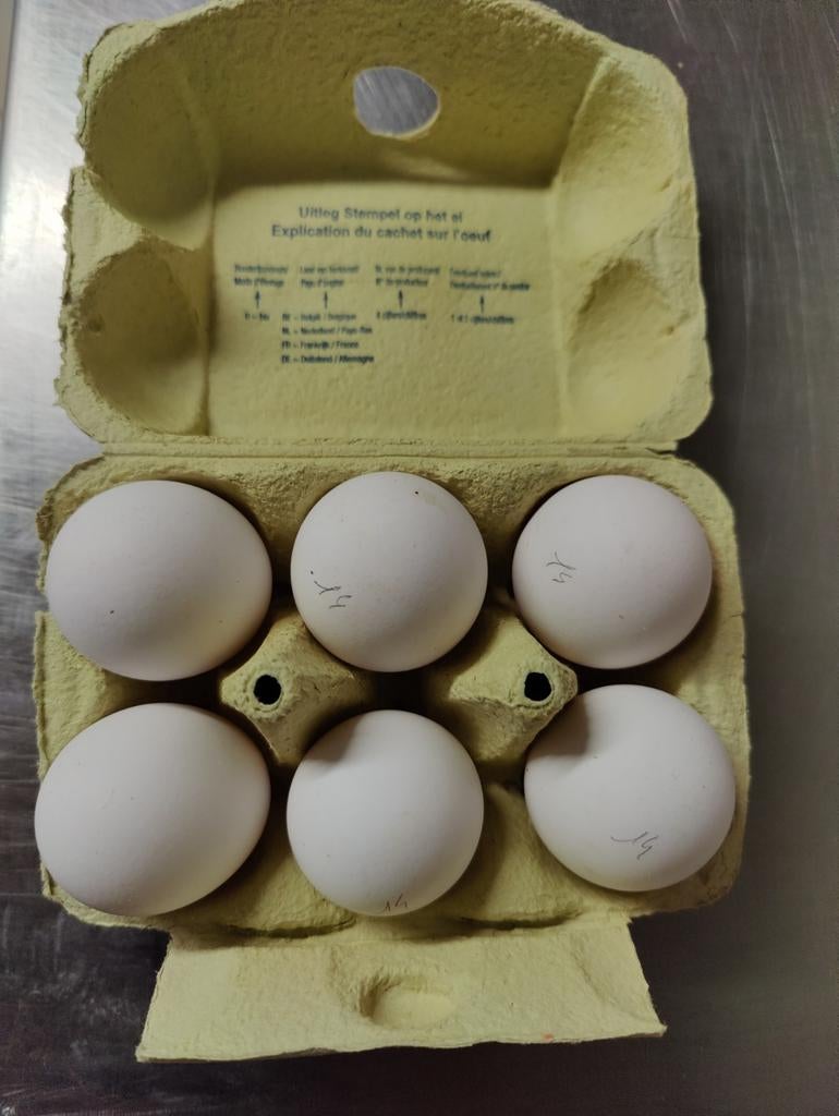 Broedeieren witte leghorn