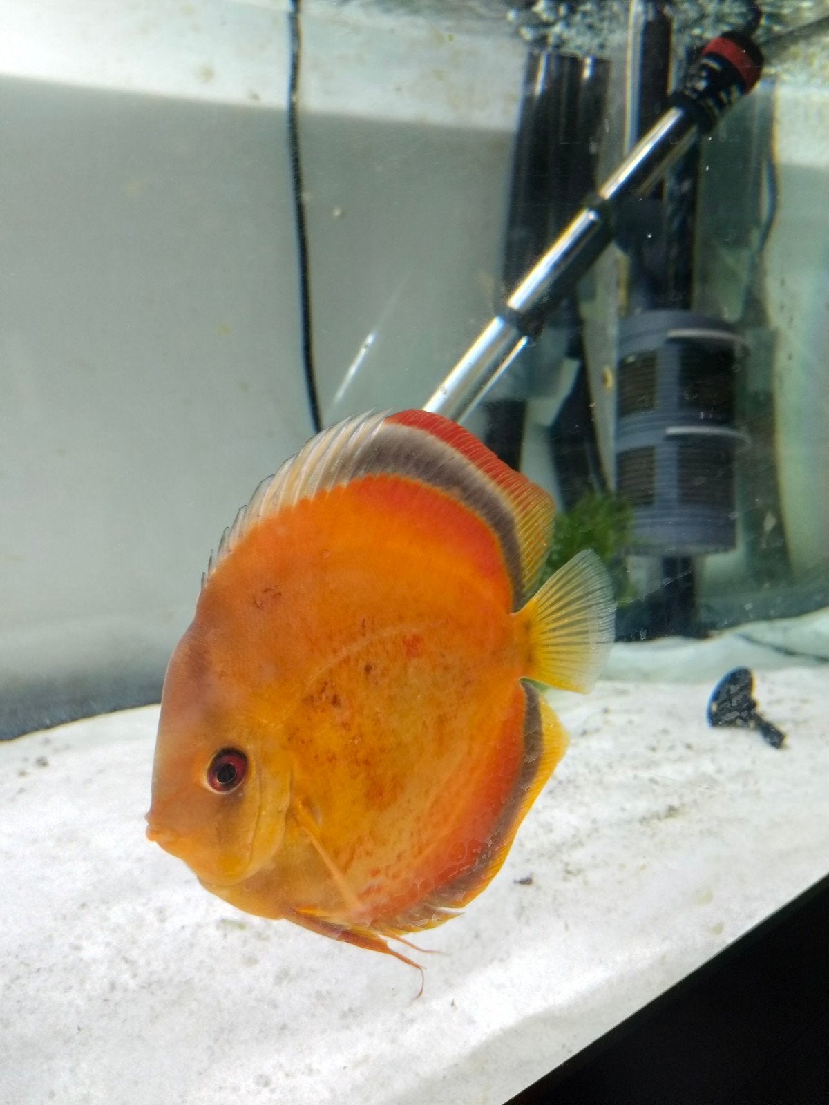 couple discus confirmé