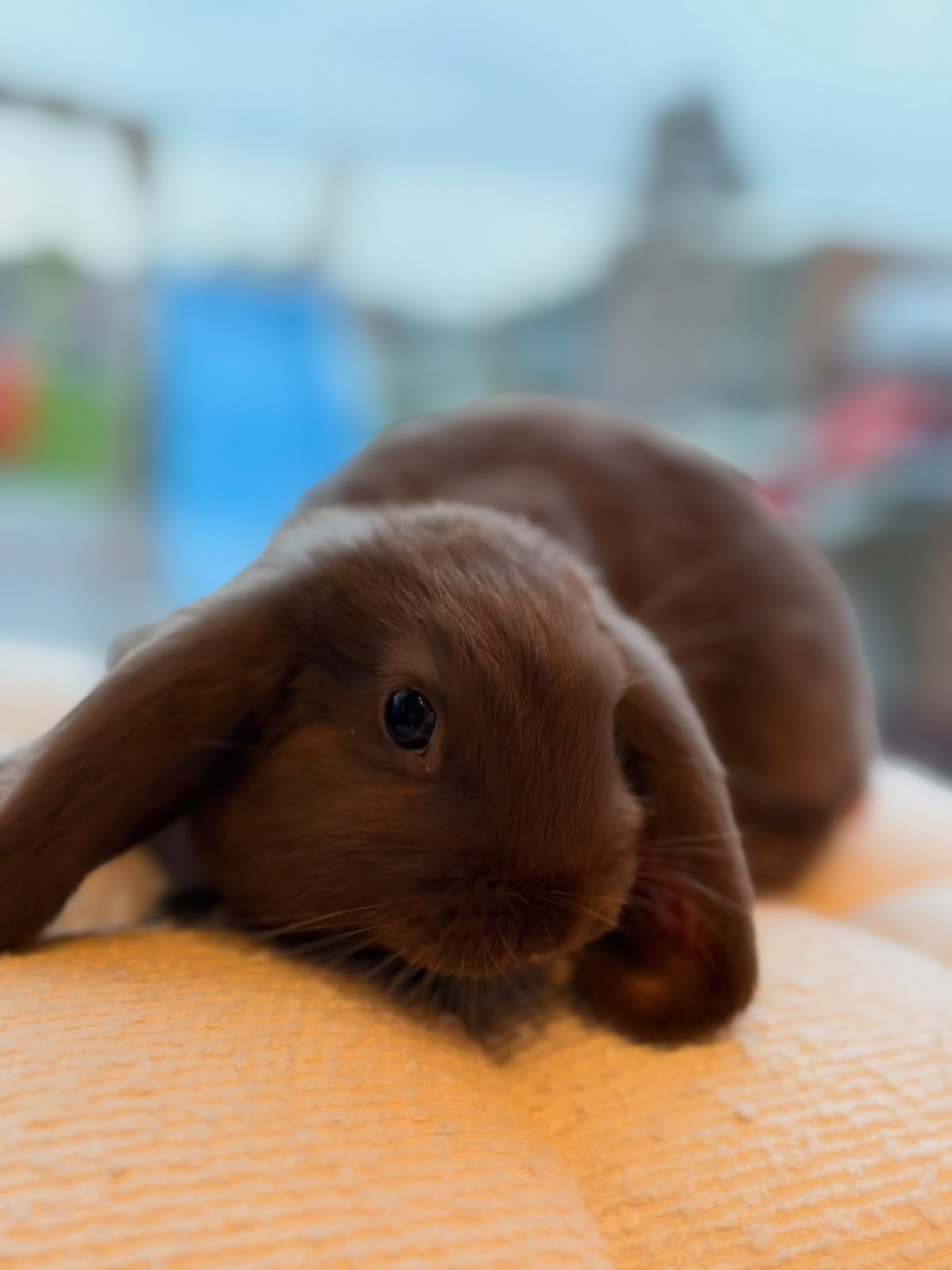 Lapin nain mâle, Mâle, Nain, Oreilles tombantes, 0 à 2 ans