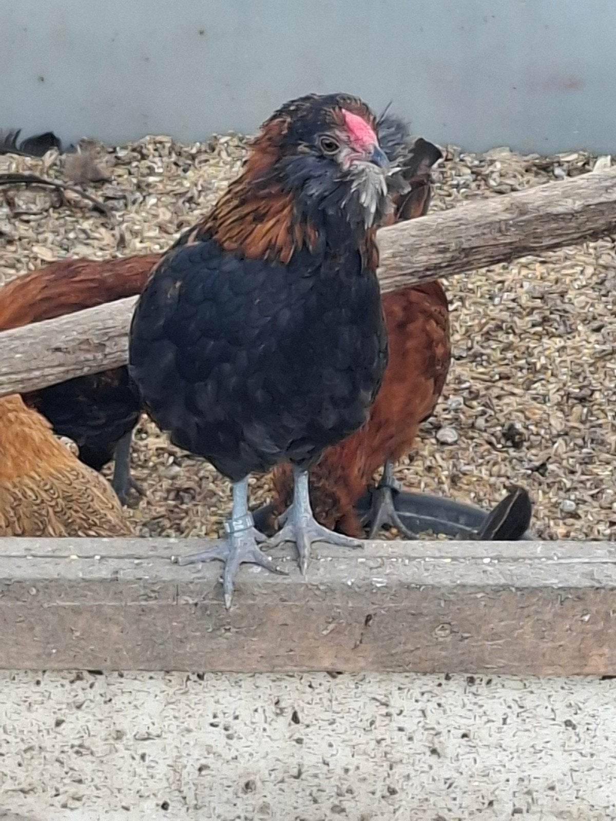 Antwerpse baardkriel haantjes, Mâle, Poule ou poulet