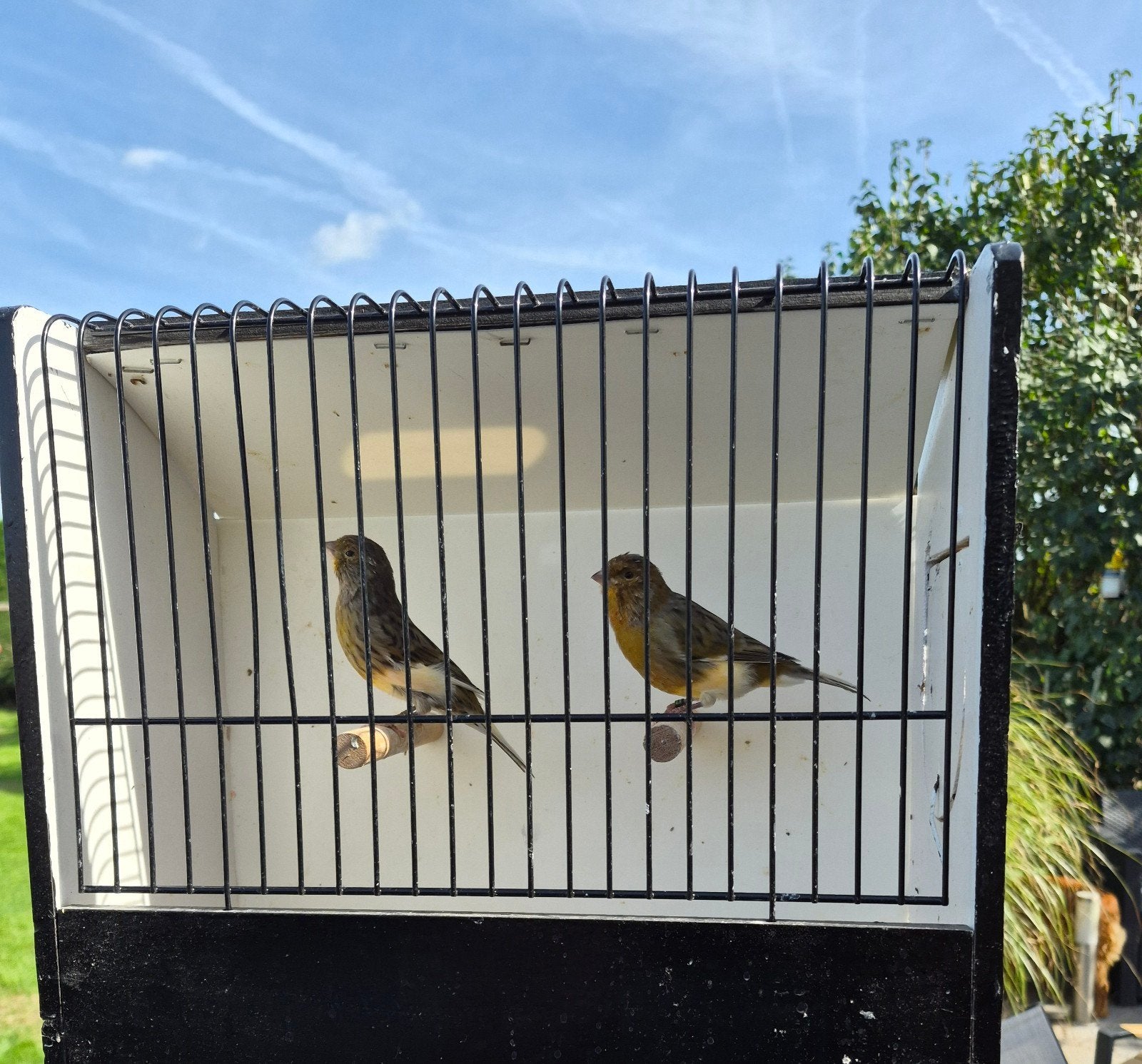 jonge kanaries., Dieren en Toebehoren, Meerdere dieren, Zangkanarie