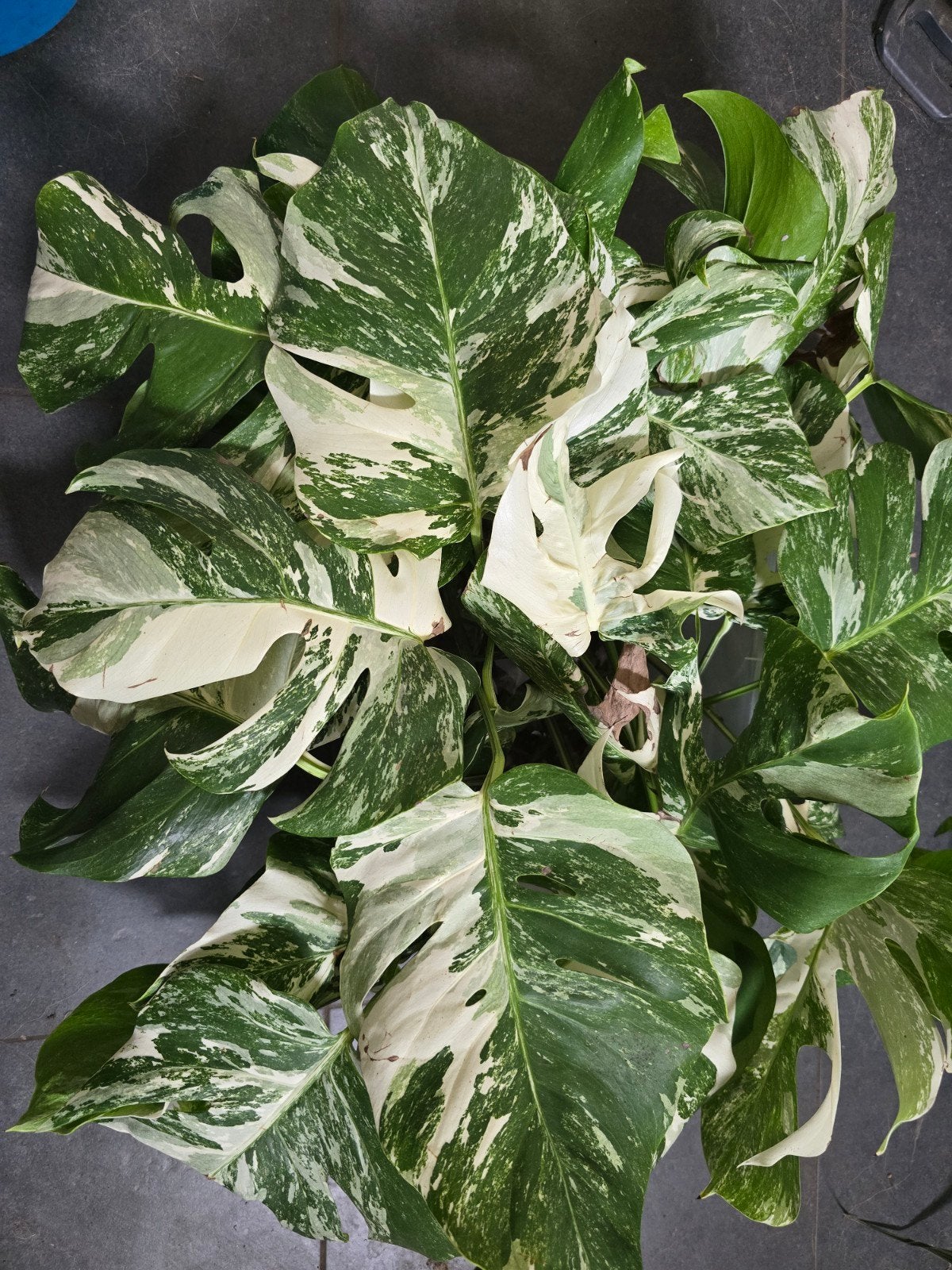 Lot de 10 bouture monstera variegata, Enlèvement
