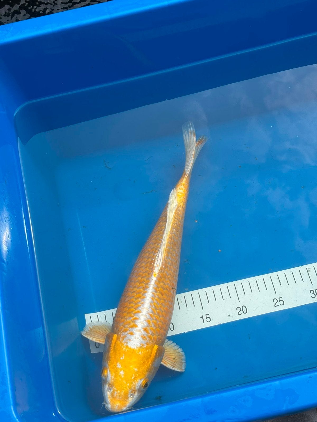 Nisai yamabuki van Marudo., Dieren en Toebehoren