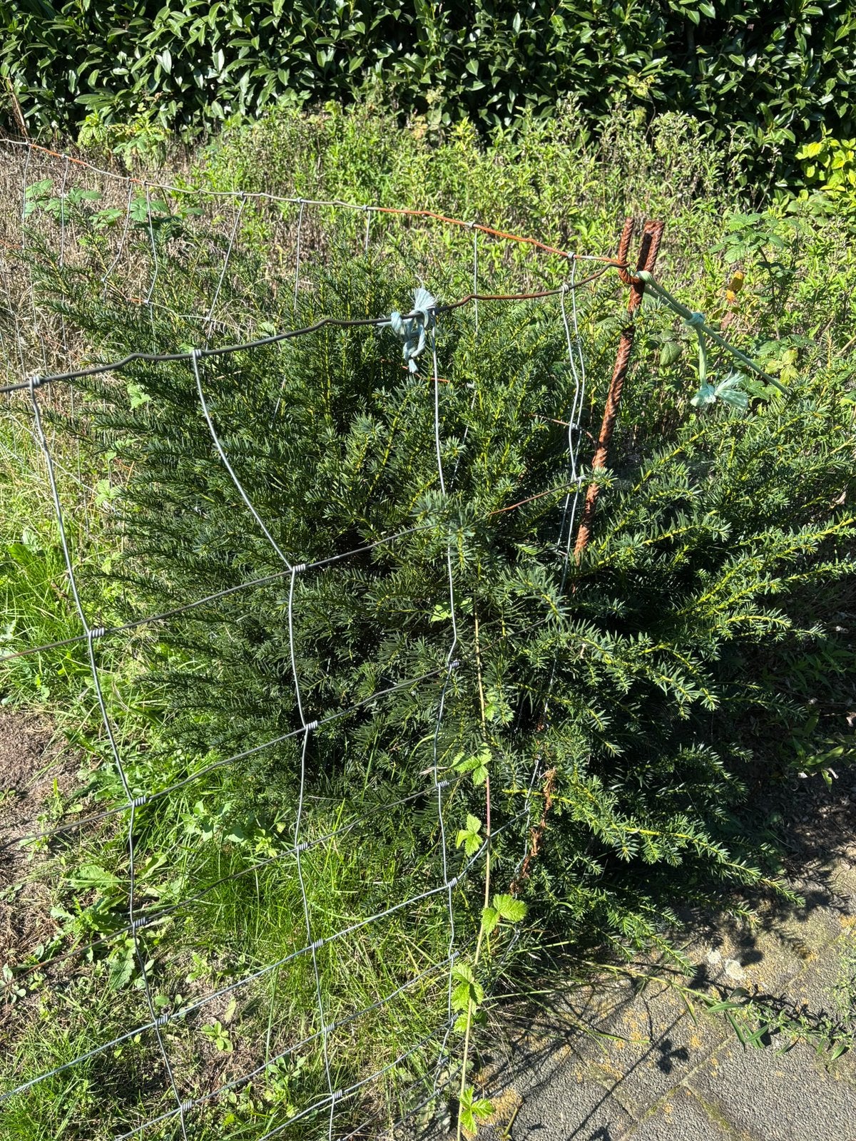Taxus, Ophalen, Taxus