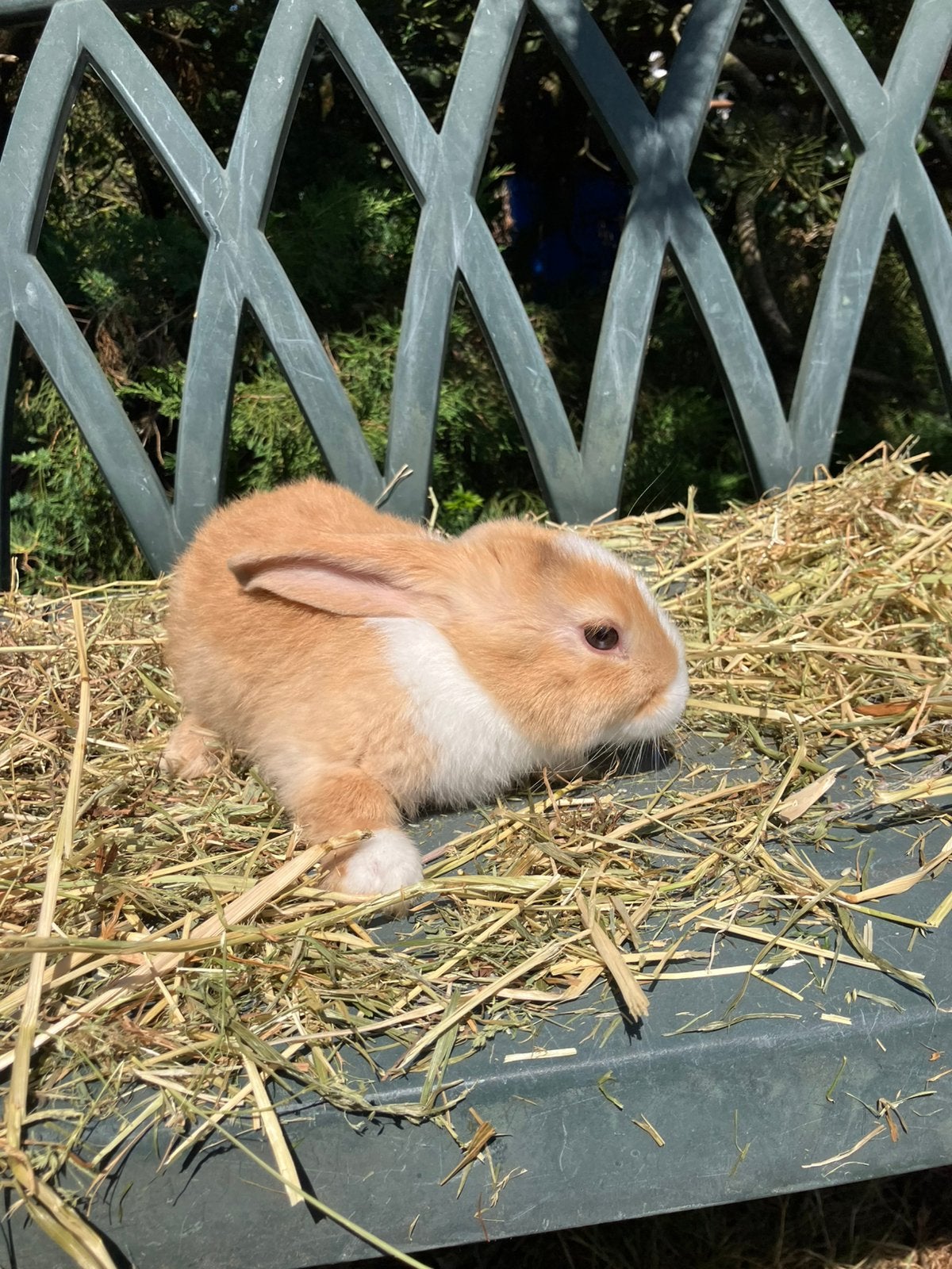 Vlaamse reus x minilop kruising, Dieren en Toebehoren, Konijnen, Meerdere dieren, Middelgroot, Hangoor, 0 tot 2 jaar