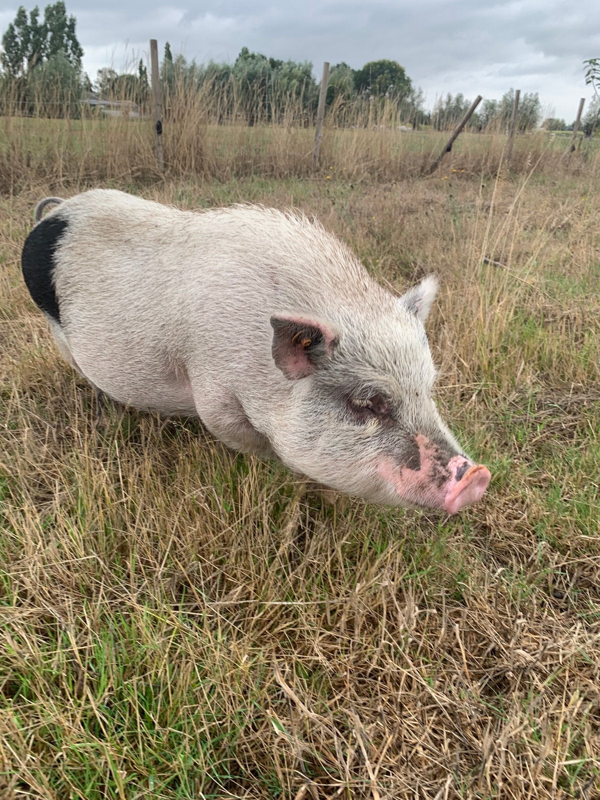 Göttinger minivarken zeugje te koop, Dieren en Toebehoren, Vrouwelijk