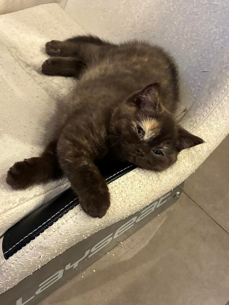Brits korthaar meisje chocolat torti, Dieren en Toebehoren, Poes, Met stamboom, 0 tot 2 jaar
