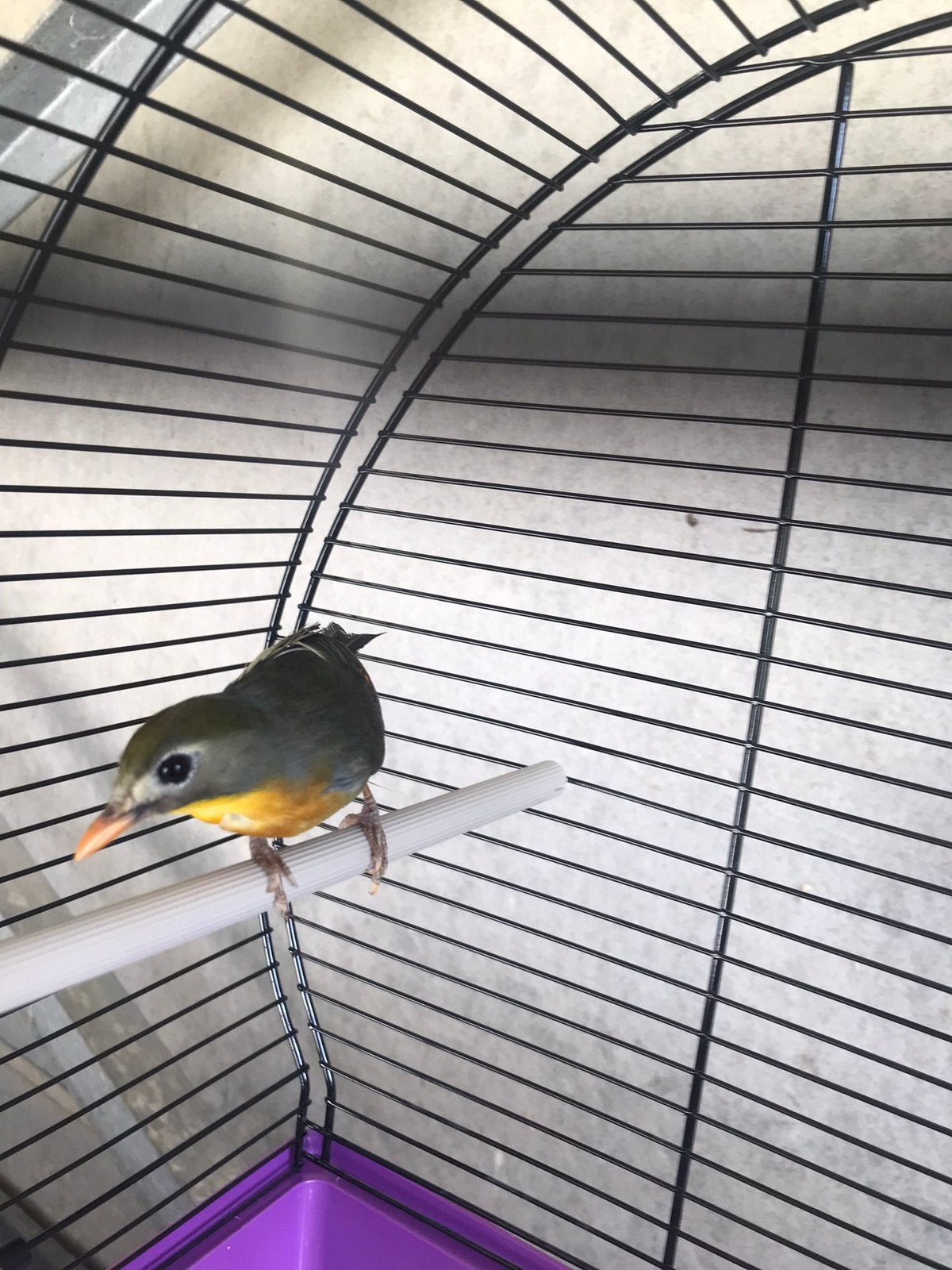 Japanse nachtegaal, Dieren en Toebehoren, Vogels | Kanaries