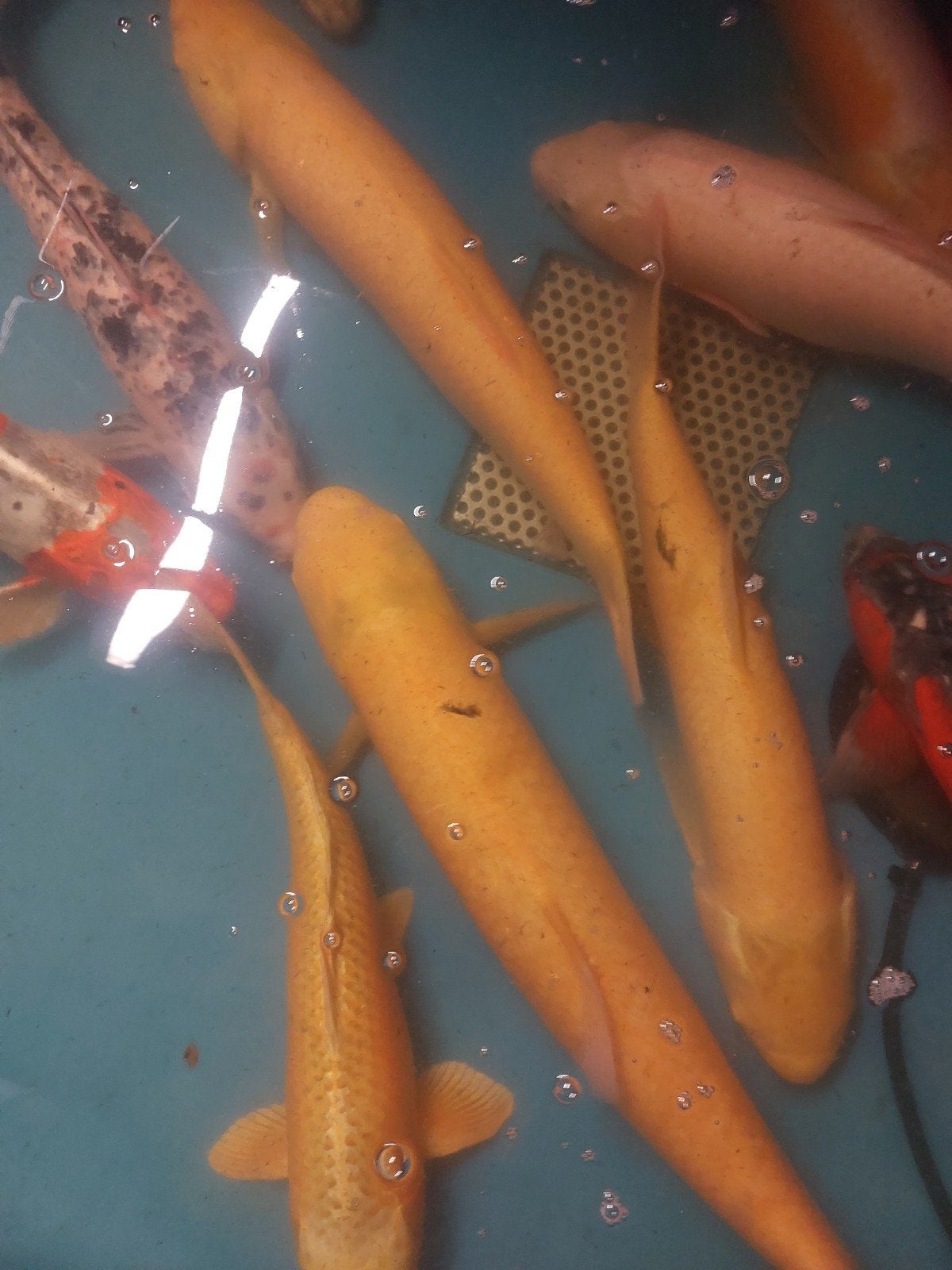 3 grote graskarpers, Dieren en Toebehoren