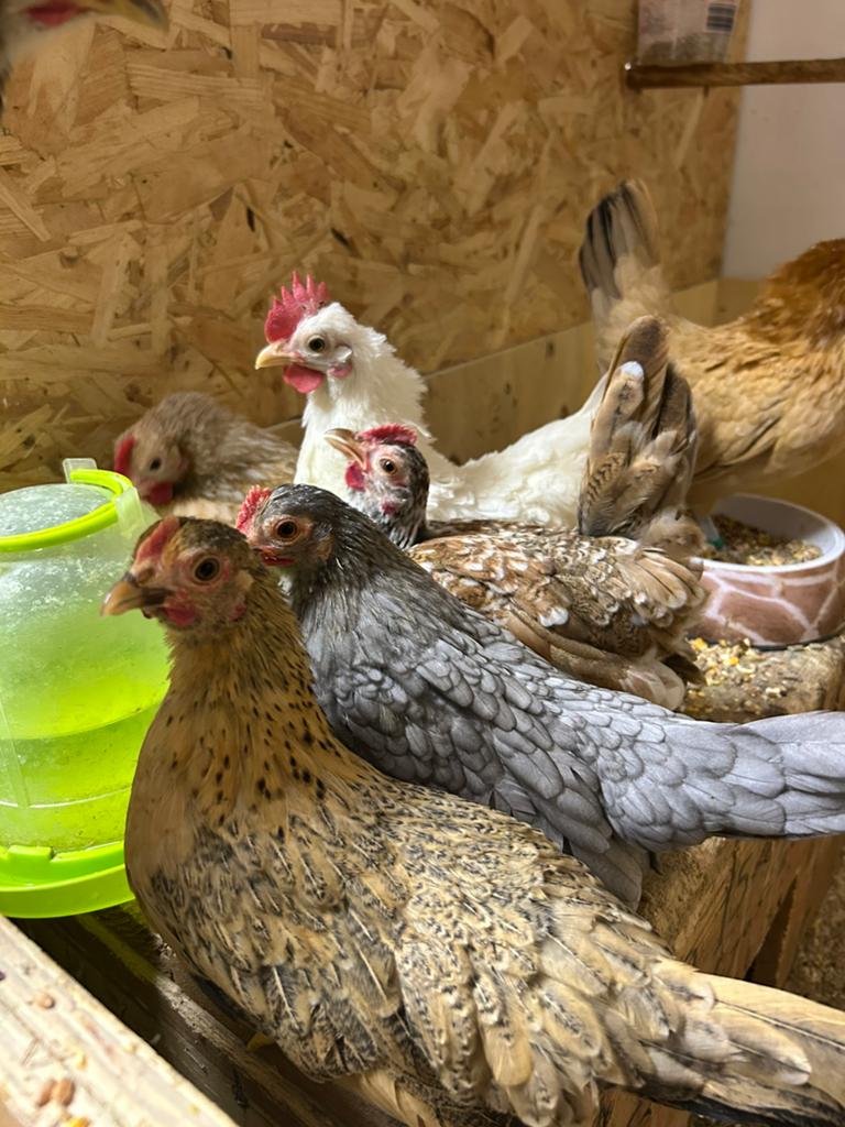 Serama hennen, Dieren en Toebehoren, Pluimvee