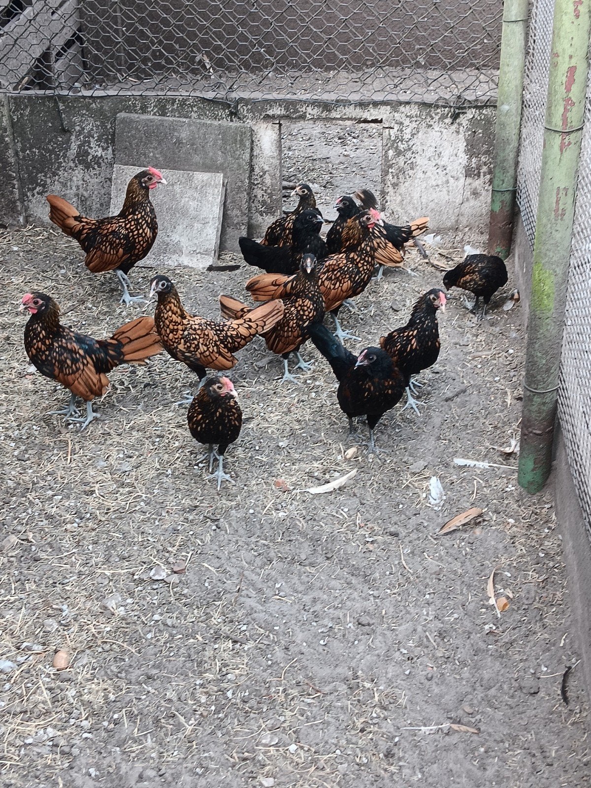 sebryght kippen, Dieren en Toebehoren, Pluimvee