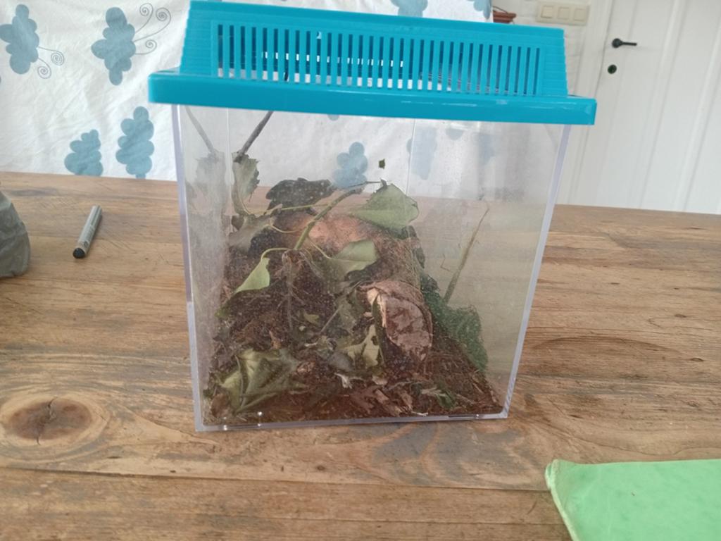 Wandelende takken met terrarium, Dieren en Toebehoren, Insecten en Spinnen