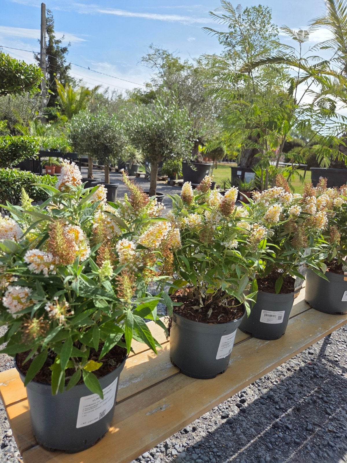 Vlinderstruik Buddleja Candy Little White, Ophalen, Zomer, Volle zon