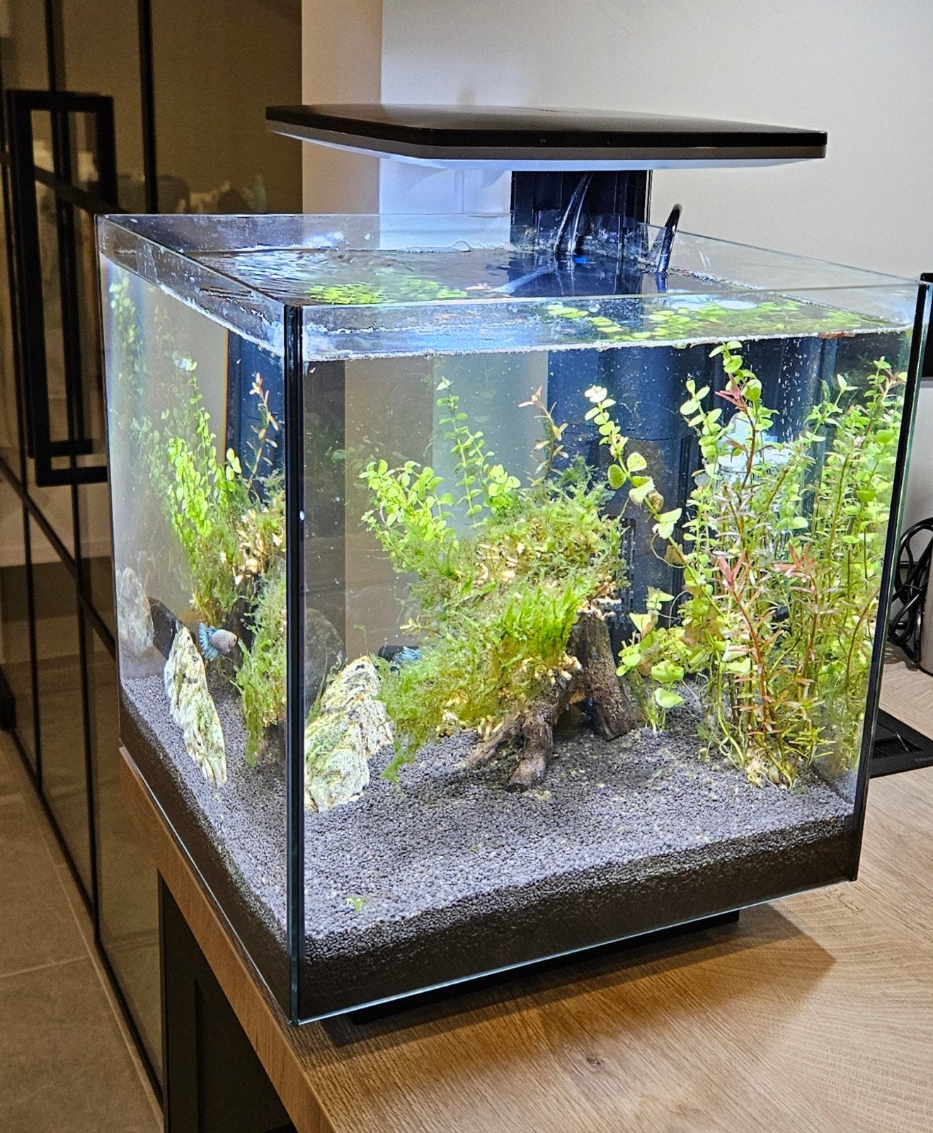 Aquarium Superfish cubiq 30, 2 beta vissen, CO2 installatie, Ophalen, Superfish, Inclusief toebehoren, Gevuld zoetwateraquarium
