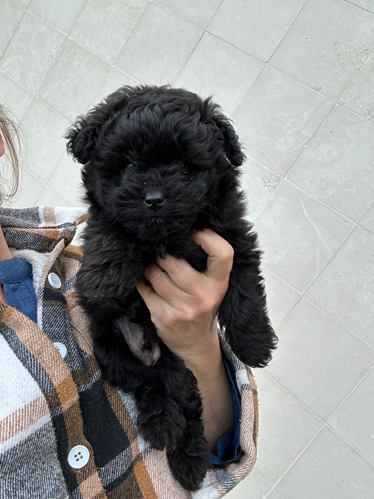 Mini doodle reutje - vaste prijs !, Dieren en Toebehoren, Honden | Chihuahua's en Gezelschapshonden, Poedel, Parvo, België, Reu