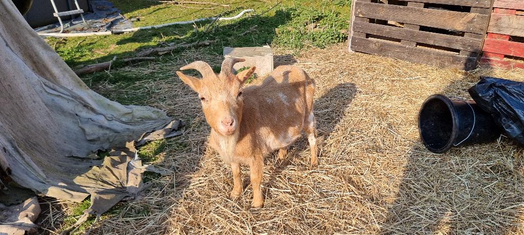 Chèvre naine femelle 3 ans, Dieren en Toebehoren, Overige Dieren, April, Vrouwelijk