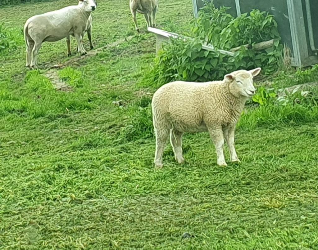 Bok te koop kruising texel x poll dorset
