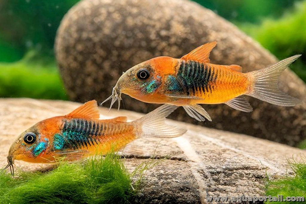 corydoras venezuela orange, Dieren en Toebehoren, Vis, Zoetwatervis, Schoolvis