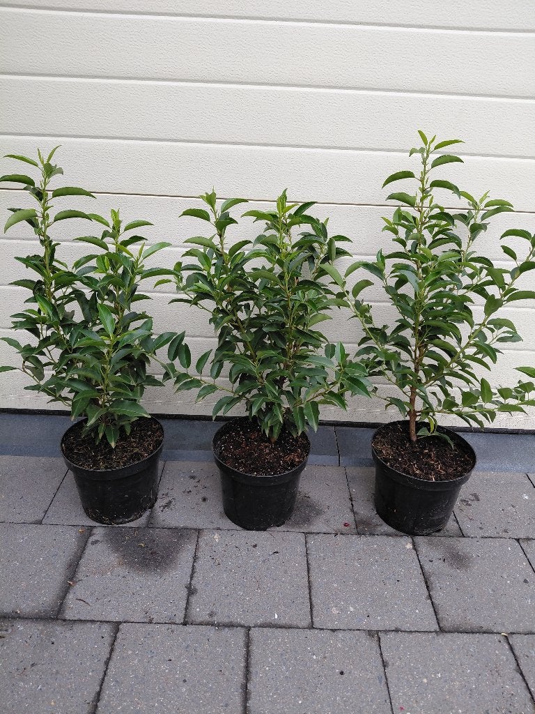 Prunus Lusitanica Angustifolia, Tuin en Terras, Planten | Struiken en Hagen, Ophalen, Laurier