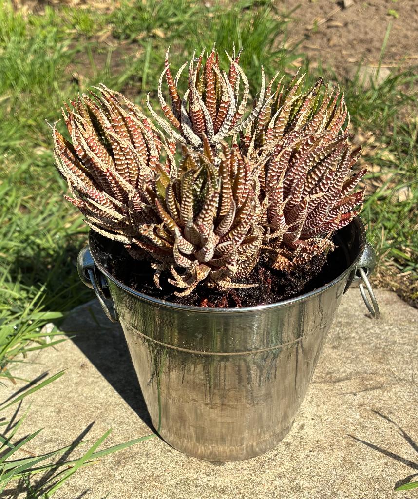 Vetplant in zilverkleurig ijsemmertje, Ophalen, Vetplant, In pot, Minder dan 100 cm