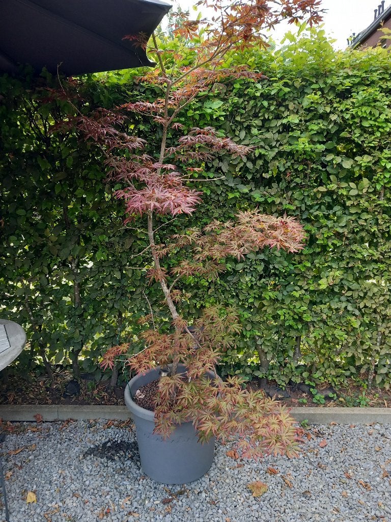 Acer palmatum rood, Tuin en Terras, Planten | Bomen, Halfschaduw, Overige soorten, 100 tot 250 cm, Ophalen