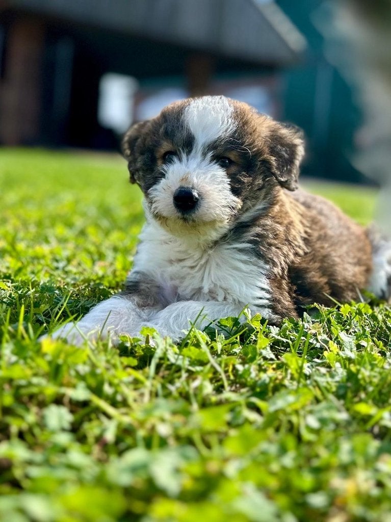 Leuke husky x poedel pups ( huskydoodle), België, CDV (hondenziekte), 8 tot 15 weken, Poolhond