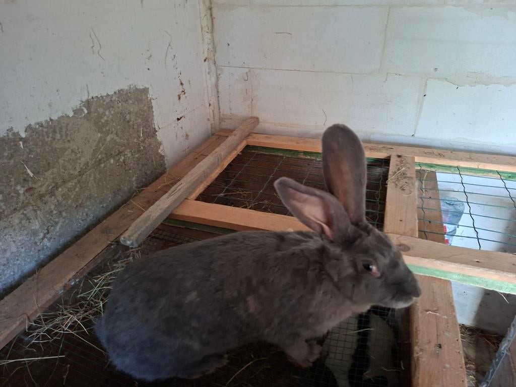 Écrou papillon à vendre