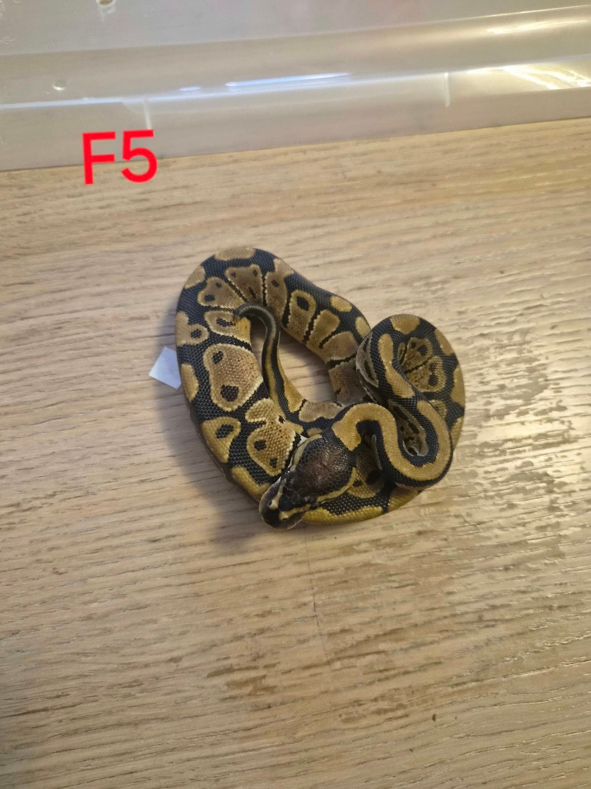 python regius phantom het clown Ball Python photo 2