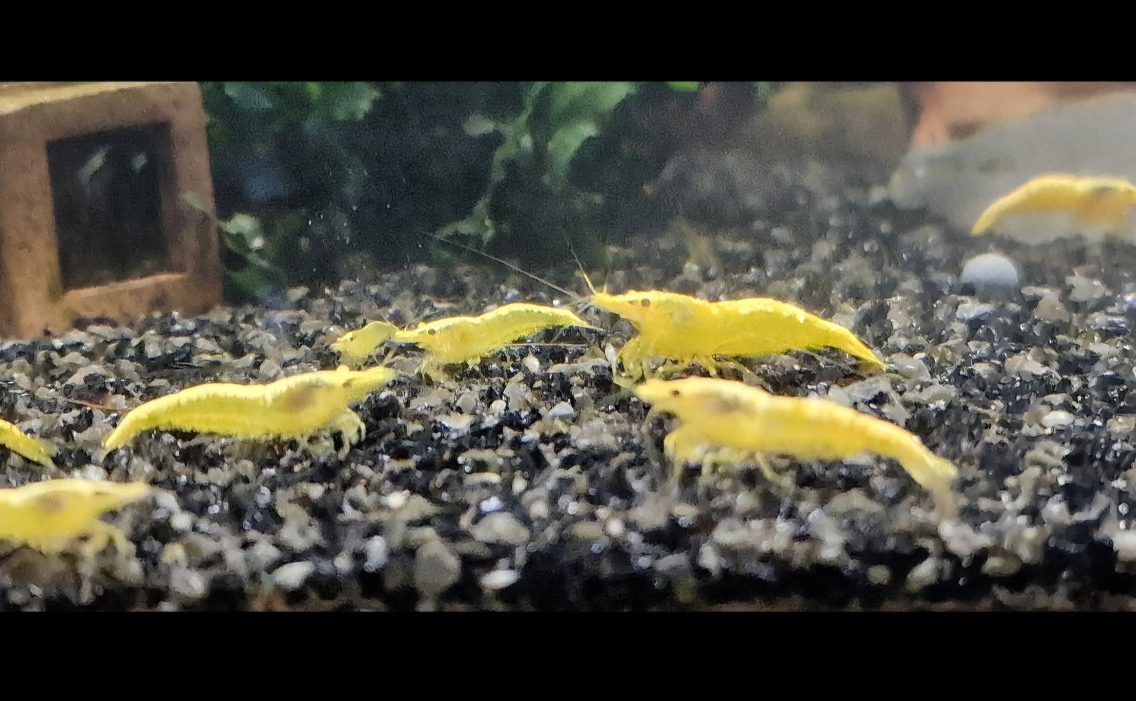 Crevettes jaunes